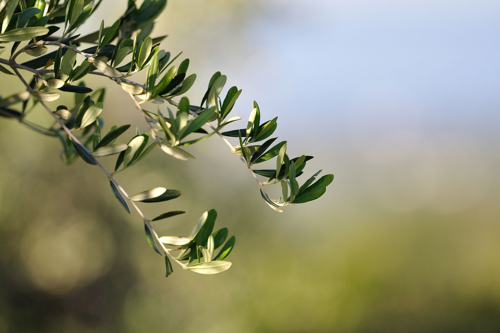 olio extravergine d’oliva