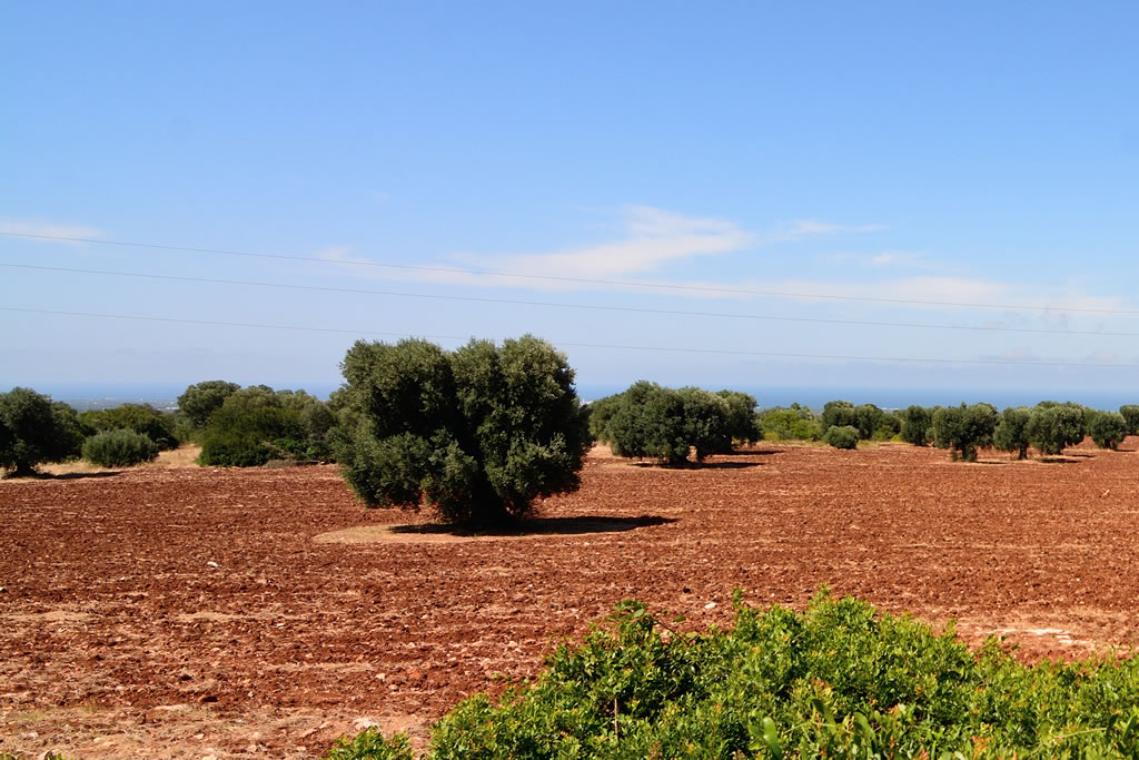 Piana degli Ulivi secolari