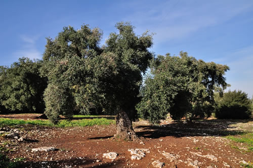 Olio extra vergine d’oliva Masseria Spetterrata