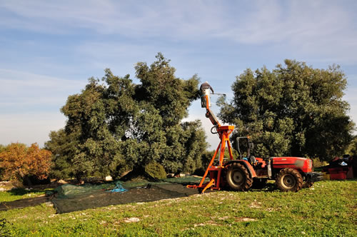 Olio extra vergine d’oliva Masseria Spetterrata