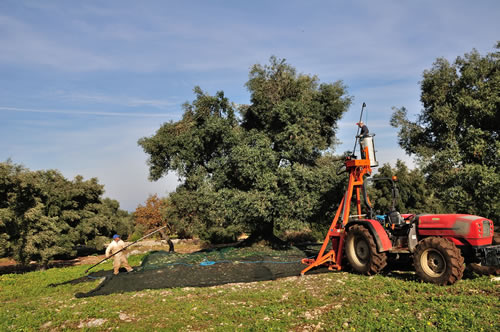 Olio extra vergine d’oliva Masseria Spetterrata