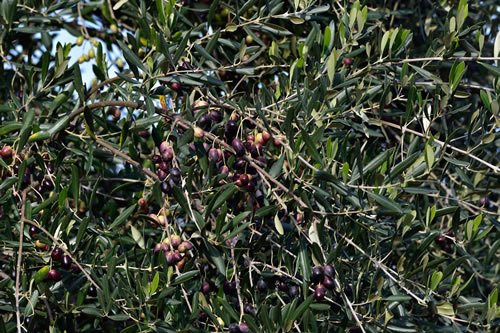 Olio extra vergine d’oliva Masseria Spetterrata