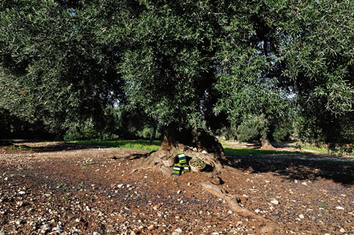 Olio extra vergine d’oliva Masseria Spetterrata