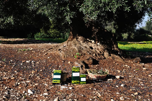 Olio extra vergine d’oliva Masseria Spetterrata