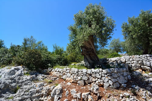 Ulivi secolari - Agriturismo Masseria Spetterrata