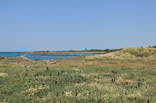 The nature reserve of Torre Guaceto