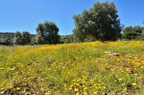 Ulivi secolari - Agriturismo Masseria Spetterrata