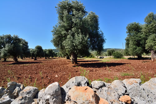 Ulivi secolari - Agriturismo Masseria Spetterrata
