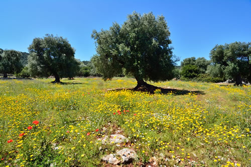 Ulivi secolari - Agriturismo Masseria Spetterrata