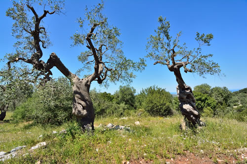 Ulivi secolari - Agriturismo Masseria Spetterrata