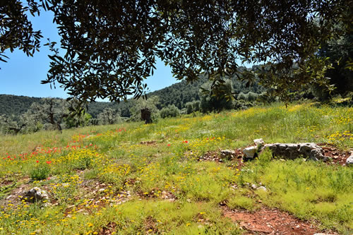 Ulivi secolari - Agriturismo Masseria Spetterrata