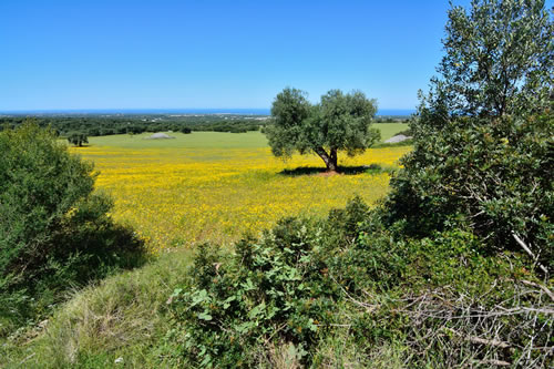 Cisternino