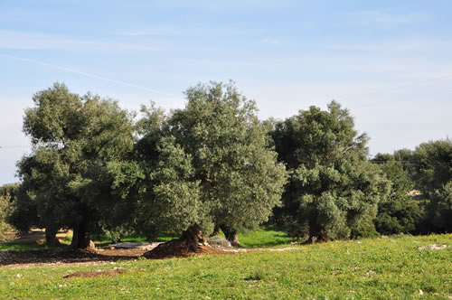 Ulivi secolari - Agriturismo Masseria Spetterrata