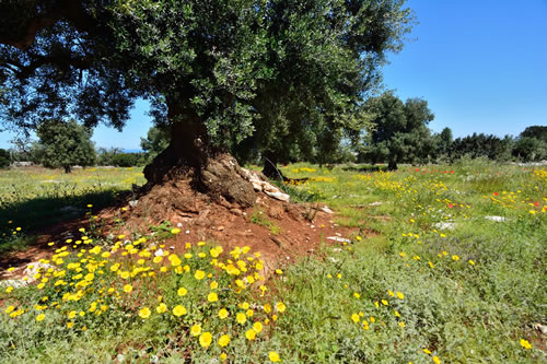 Ulivi secolari - Agriturismo Masseria Spetterrata